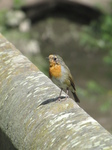 SX23058 Robin on wall.jpg